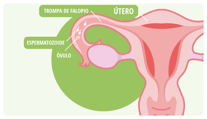 Conociendo El Ciclo Menstrual Femenino Baconmigo Cr