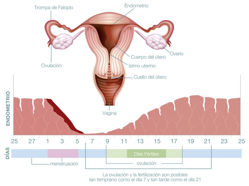 Conociendo El Ciclo Menstrual Femenino Baconmigo Cr